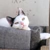 Liebe, sanfte Katze Chippy
