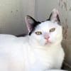 Liebe, sanfte Katze Chippy