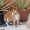 COOPER&MAXL - suchen ein Zuhause!