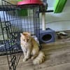 COOPER&MAXL - suchen ein Zuhause!