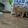 COOPER&MAXL - suchen ein Zuhause!