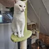 AZIZA&NIEVE - unser weißes Duo!