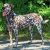 Nemo ist ein besonderer Hund