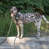 Nemo ist ein besonderer Hund