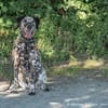 Nemo ist ein besonderer Hund