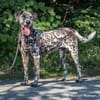 Nemo ist ein besonderer Hund