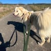 HARRIS, fröhlicher, verspielter Gefährte