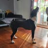 Möchten Sie Cicca bei sich aufnehmen?