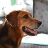 Perla Mix Hündin 8 Jahre alt in 34613