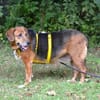 Perla Mix Hündin 8 Jahre alt in 34613