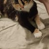 Zarte, hübsche Katzendame Lia
