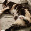 Zarte, hübsche Katzendame Lia