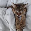 Sanfte, verträgliche Katze Greta