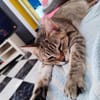 Sanfte, verträgliche Katze Greta