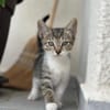💕Minou💕sucht ihre Menschen ❤