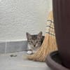 💕Minou💕sucht ihre Menschen ❤