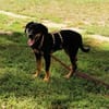 Unser Gute-Laune-Hund Arthur