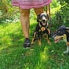 Unser Gute-Laune-Hund Arthur