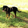 Unser Gute-Laune-Hund Arthur