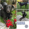 SABINA -ruhig & verschmust-