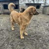 Benji