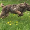 lieber, kastrierter Speriat in Hessen in