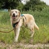 Ares unser hübscher Rüde