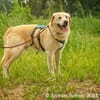 Ares unser hübscher Rüde