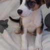 Lukas hübscher Hundejunge