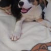 Lukas hübscher Hundejunge