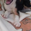 Lukas hübscher Hundejunge