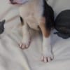 Lukas hübscher Hundejunge