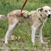 Raki ist ein liebevoller Hund