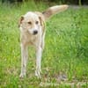 Raki ist ein liebevoller Hund