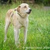Raki ist ein liebevoller Hund
