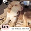 Hübsche LARA sucht Dich !