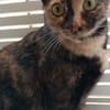Anhängliche Felina bei München(ALO)