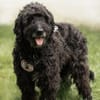Xaver - Senior sucht Senior:in