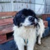 Otto sucht ein Zuhause!