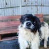 Otto sucht ein Zuhause!