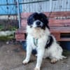 Otto sucht ein Zuhause!