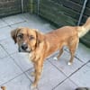 Tony Pongo - ein bildschöner Partner