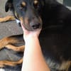 Fröhlicher Berner Sennen-Mix