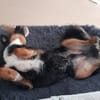 Fröhlicher Berner Sennen-Mix
