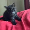 NYMERIA