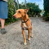 APOLO  (Martina)