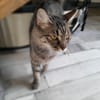 Astra chatte femelle