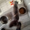 Astra chatte femelle