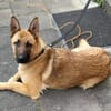 Runa sucht sportliche Menschen