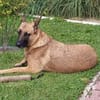 Runa sucht sportliche Menschen